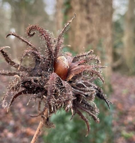 Corylus colurna