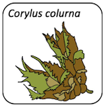 Corylus colurna