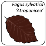 Fagus sylvatica 'Atropunicea'