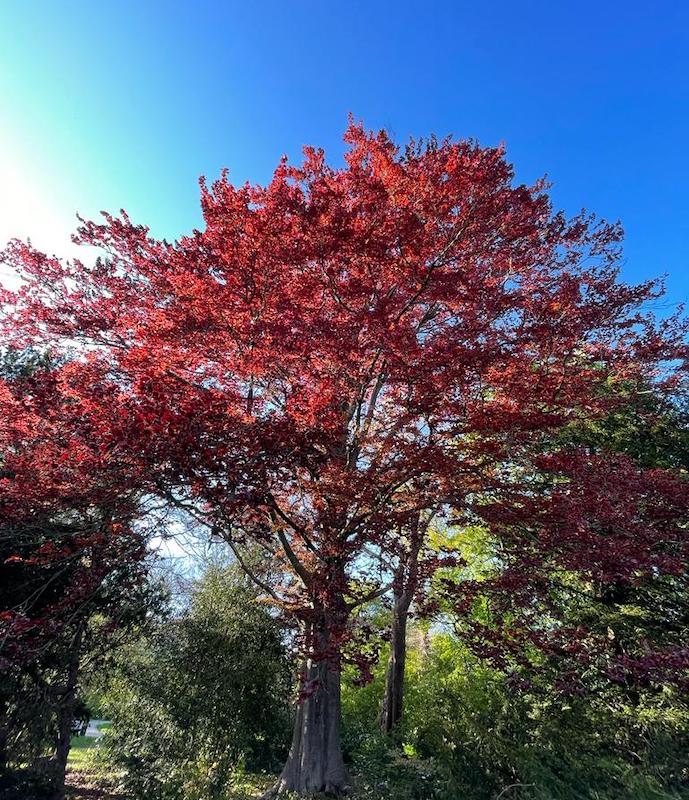 fagus sylvatica