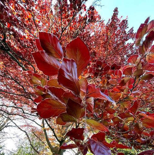 fagus sylvatica