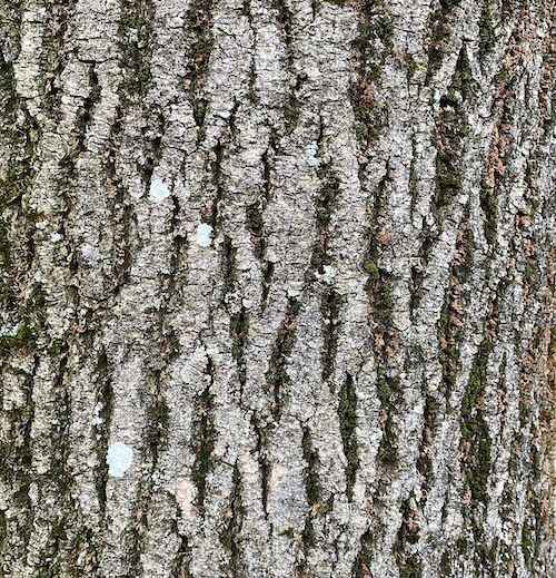 Fraxinus excelsior bark