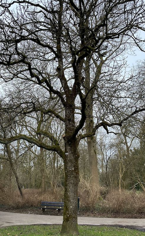 Fraxinus excelsior