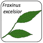 Fraxinus excelsior