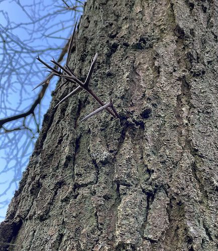 Gleditsia triacanthos