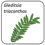 Gleditsia triacanthos