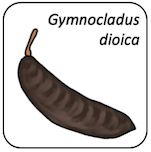 Gymnocladus dioica