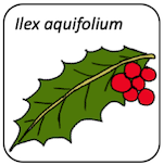 Ilex aquifolium