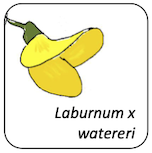 Laburnum x watereri