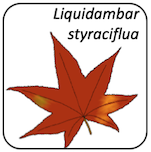 Liquidambar styraciflua