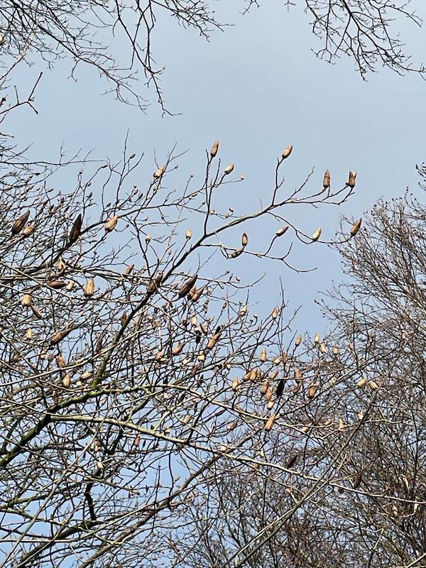 tulip tree