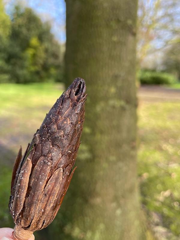 tulip tree seed