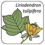 Liriodendron tulipifera