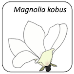 Magnolia kobus