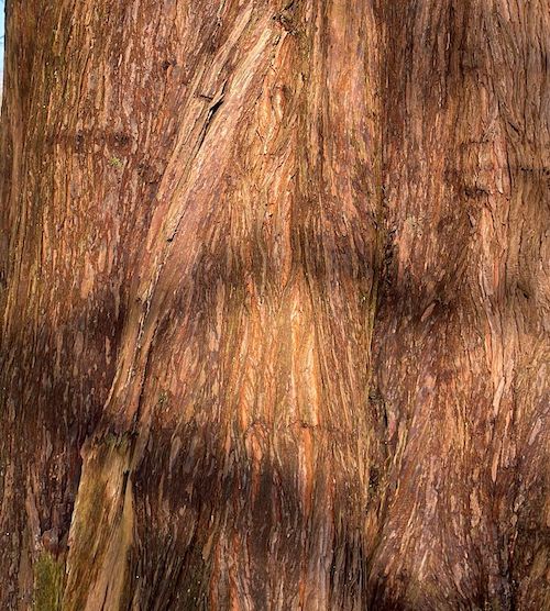 metasequoia glyptostroboides bark