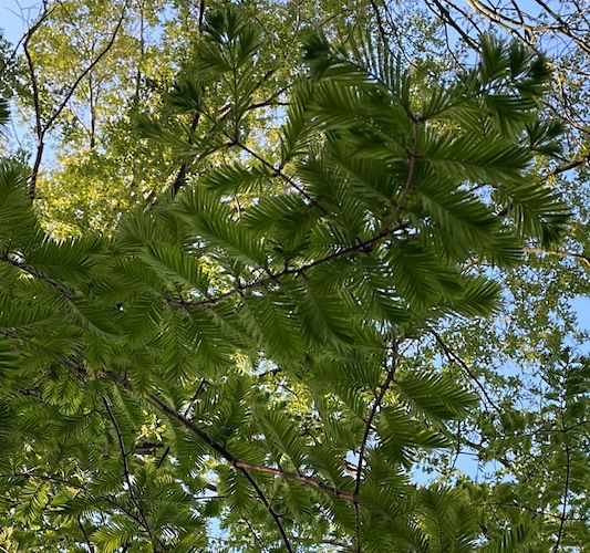 metasequoia glyptostroboides leaves