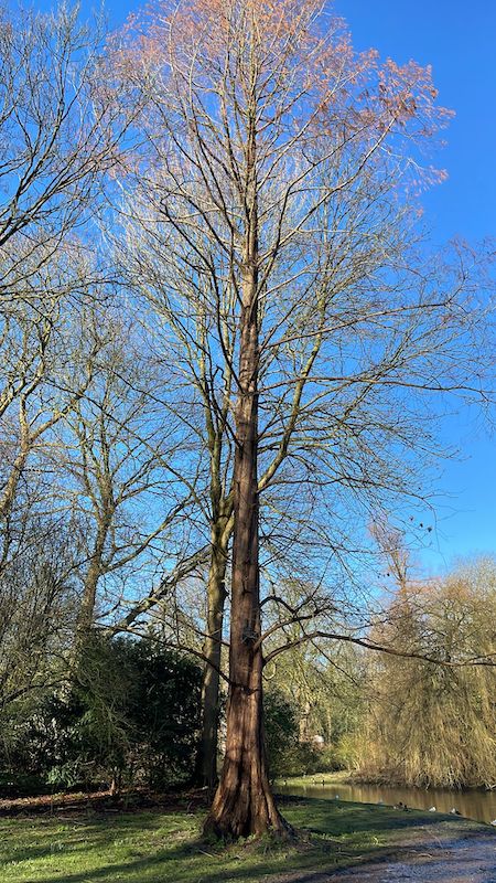 metasequoia glyptostroboides