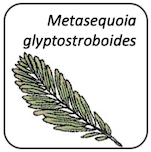 Metasequoia glyptostroboides