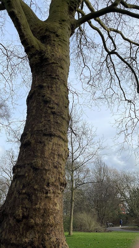 Platanus x hispanica