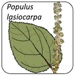 Populus lasiocarpa