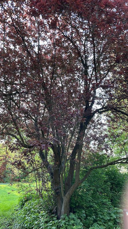 Populus trichocarpa