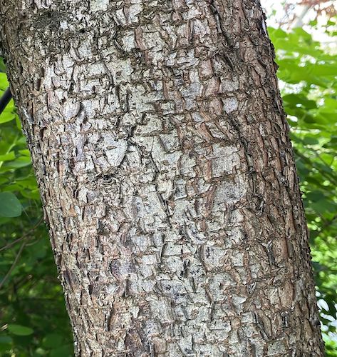 Populus trichocarpa