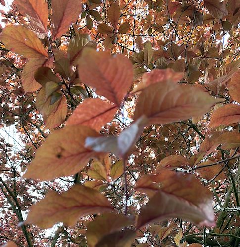 Populus trichocarpa