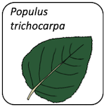 Populus trichocarpa