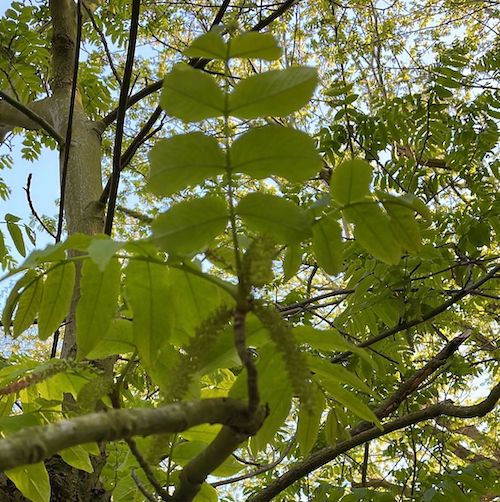 Pterocarya fraxinifolia