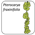 Pterocarya fraxinifolia