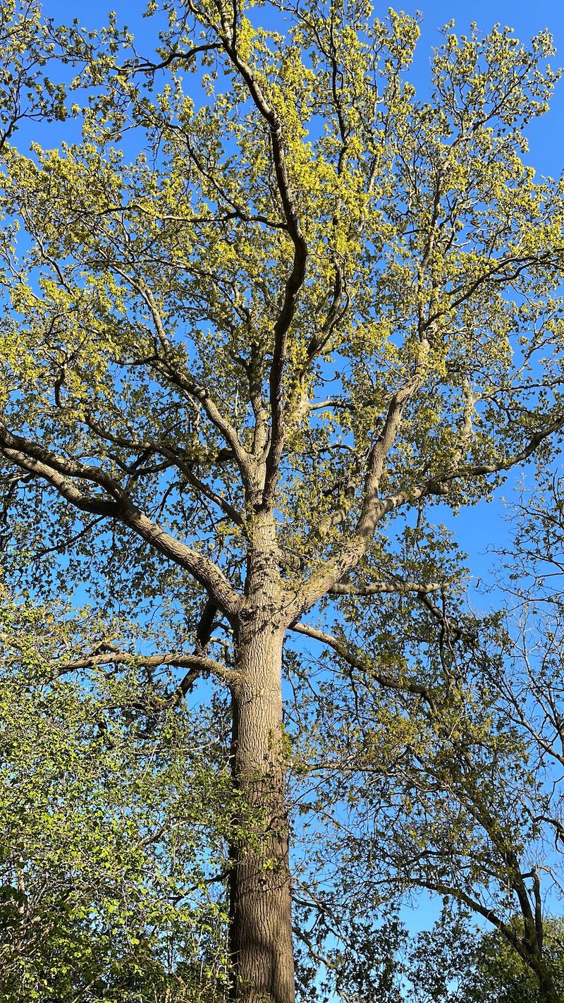 Quercus palustris