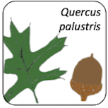 Quercus palustris