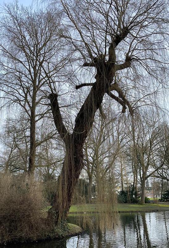 salix x sepulcralis