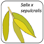 Salix x sepulcralis