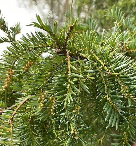 taxus baccata