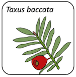 Taxus baccata