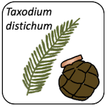 Taxodium distichum