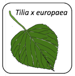 Tilia x europea