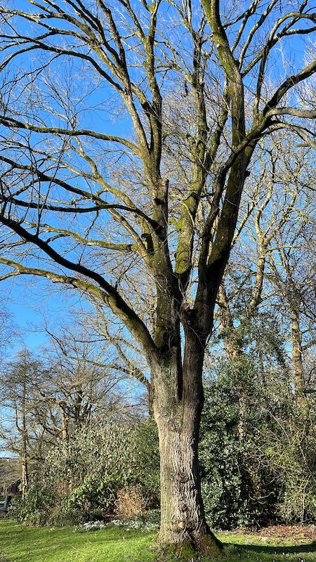 Ulmus glabra