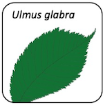 Ulmus glabra