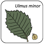 Ulmus minor