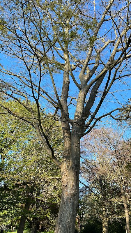 Zelkova serrata