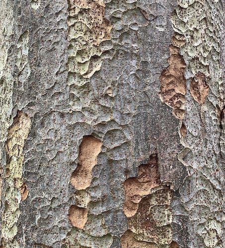 Zelkova serrata