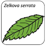 Zelkova serrata