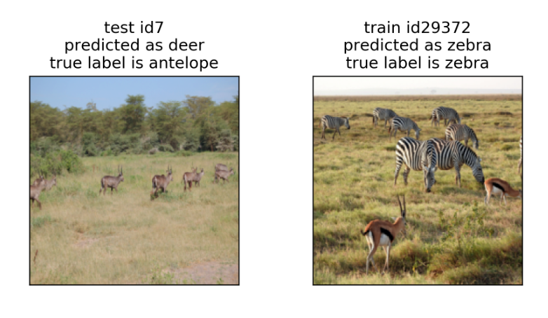 Two images. On the left, several antelope are standing in the background on a grassy field. On the right, several zebra graze in a field in the background, while there is one antelope in the foreground and other antelope in the background.