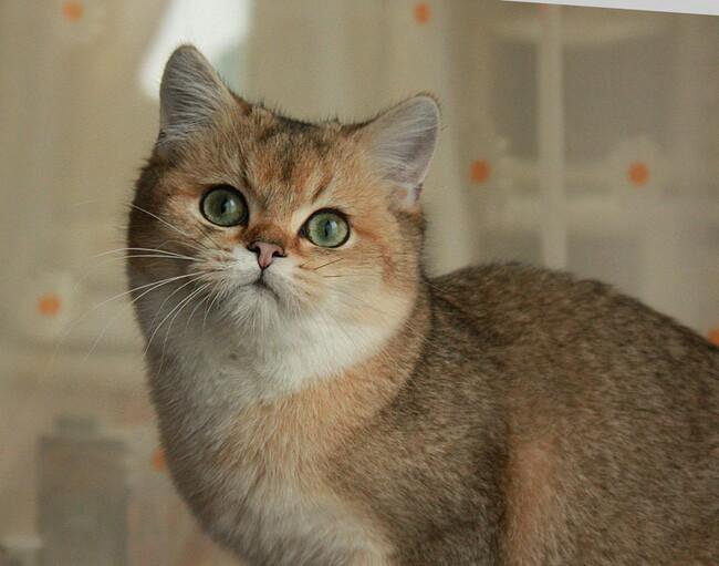 Золотой котик