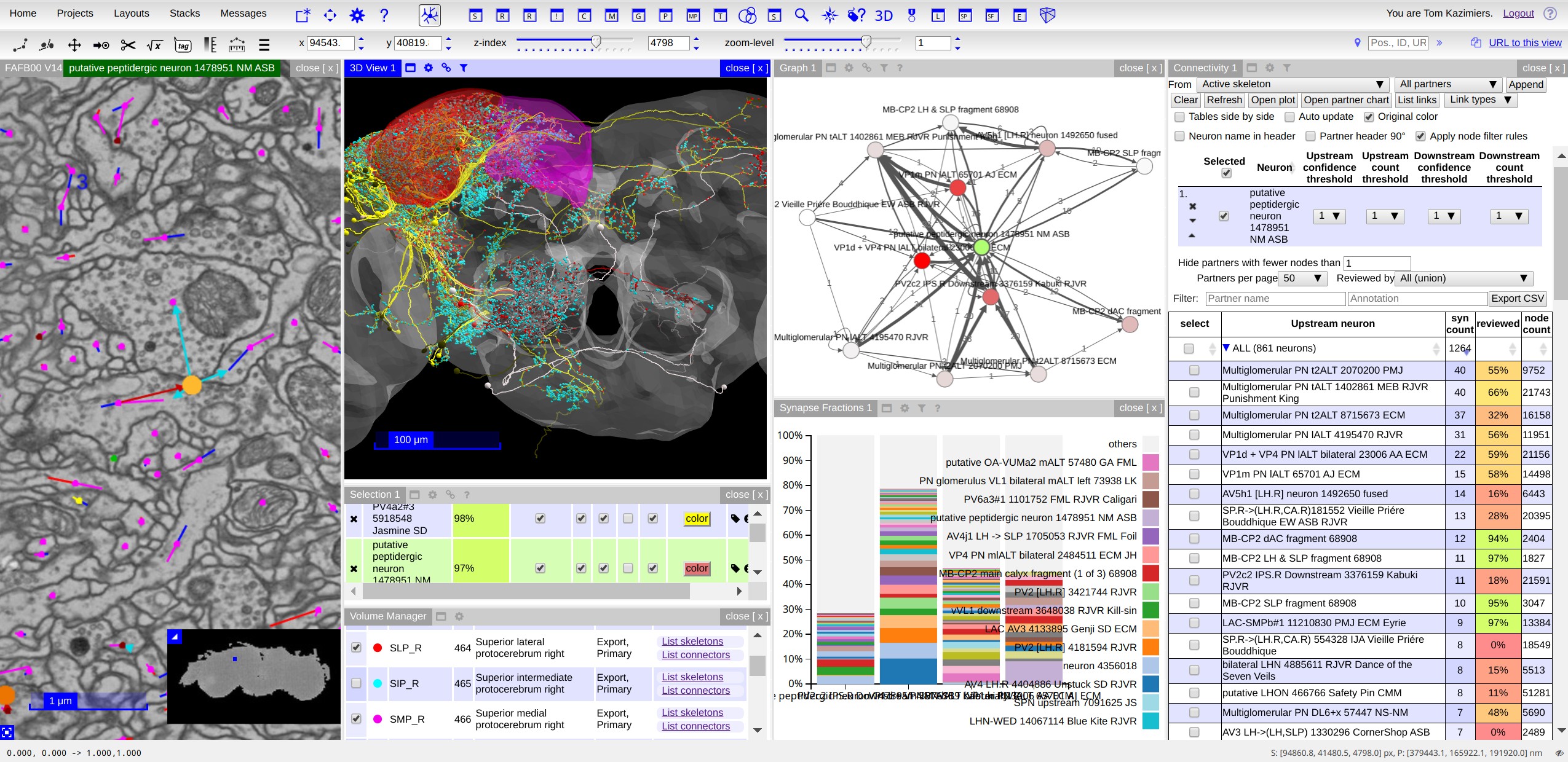 Image of CATMAID's neuron tracing and analysis environment in the FAFB Drosophila dataset