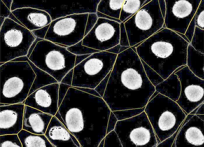 PIPEX final segmentation