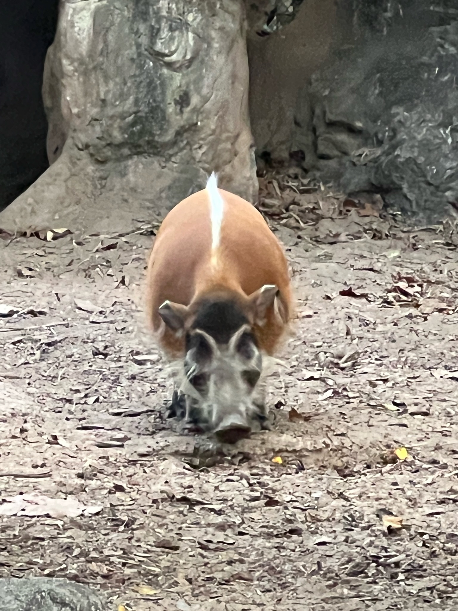 长生天信仰