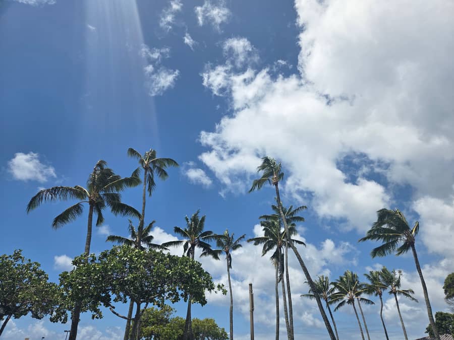 다이아몬드 헤드 하산 길 야자수와 강한 오전 햇살 — 분화구 가장자리 풍경
